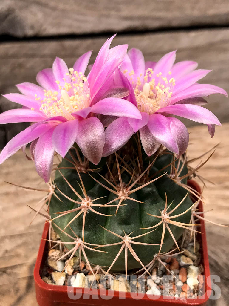 SHPR5589 Gymnocalycium neuhuberi GN 89-77/356, Argentina - immagine 2