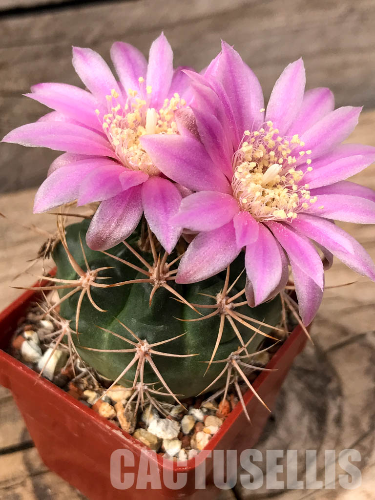 SHPR5589 Gymnocalycium neuhuberi GN 89-77/356, Argentina - immagine 3