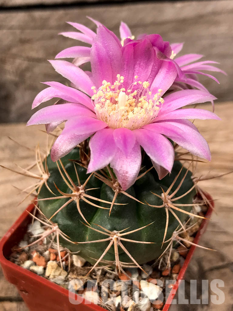 SHPR5589 Gymnocalycium neuhuberi GN 89-77/356, Argentina - immagine 4