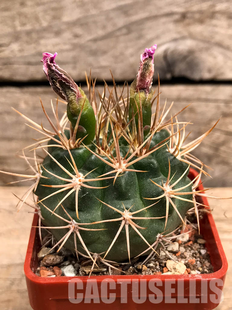 SHPR5589 Gymnocalycium neuhuberi GN 89-77/356, Argentina - immagine 5
