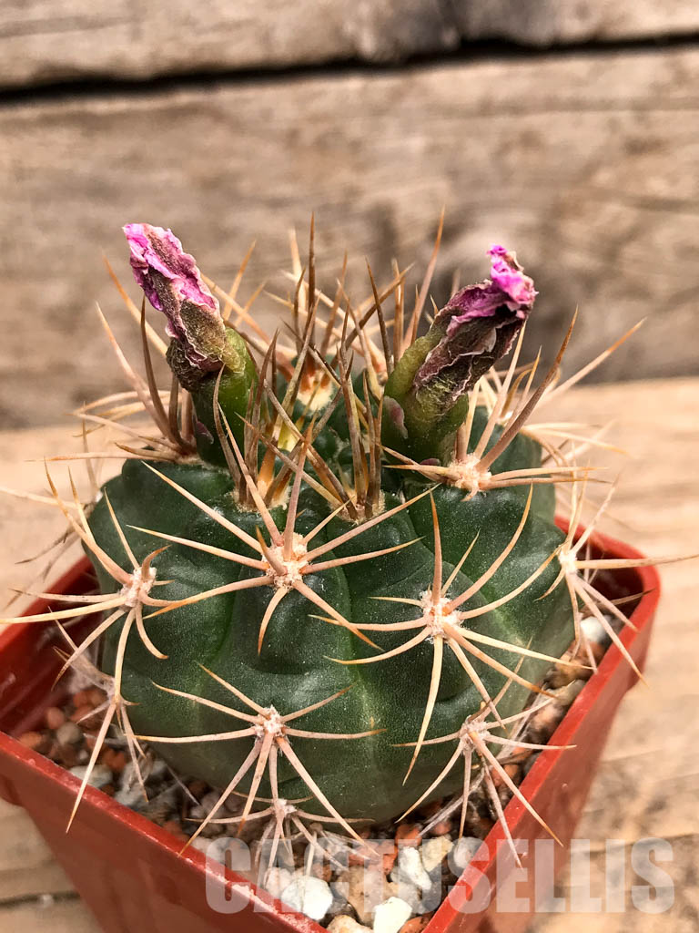 SHPR5589 Gymnocalycium neuhuberi GN 89-77/356, Argentina - immagine 6