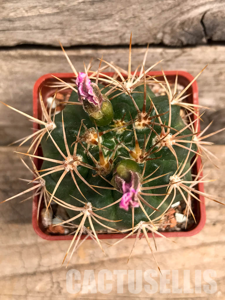 SHPR5589 Gymnocalycium neuhuberi GN 89-77/356, Argentina - immagine 7