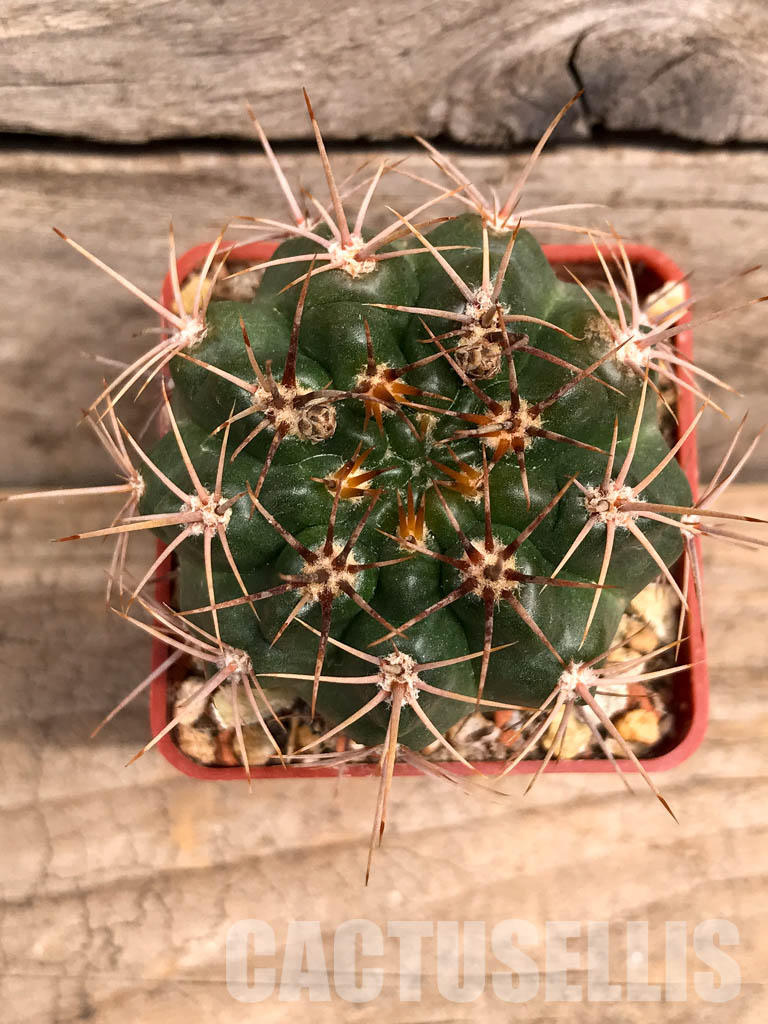 SHPR5589 Gymnocalycium neuhuberi GN 89-77/356, Argentina - immagine 8