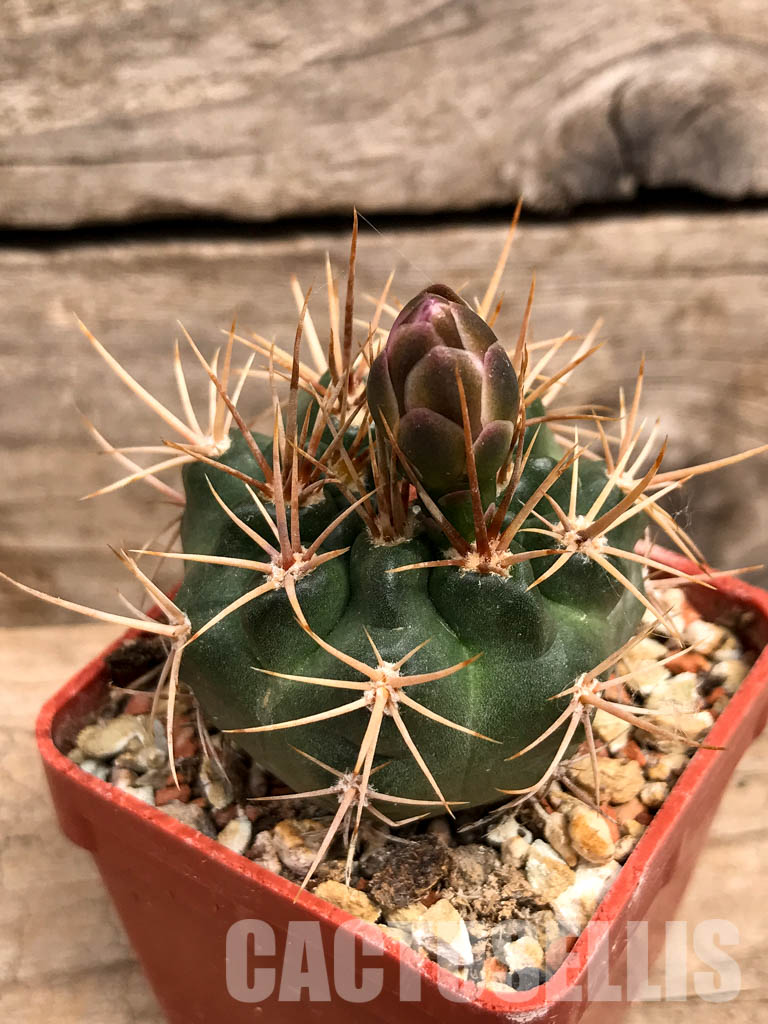 SHPR5589 Gymnocalycium neuhuberi GN 89-77/356, Argentina - immagine 9