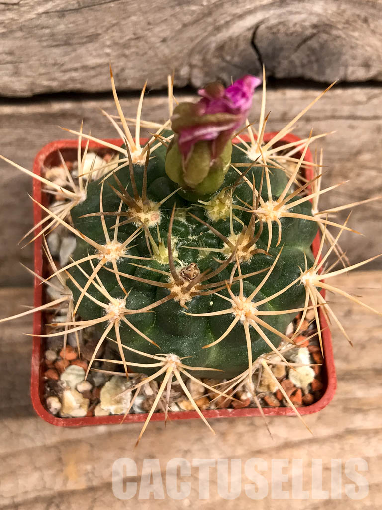 SHPR5589 Gymnocalycium neuhuberi GN 89-77/356, Argentina - immagine 10