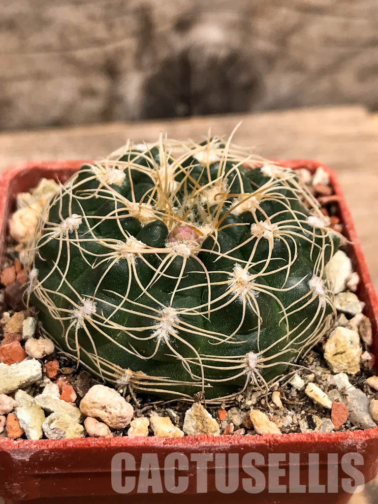 SHPR5590 Gymnocalycium calochlorum JO 878/2, Taninga, Cordoba, Argentina - Image 3