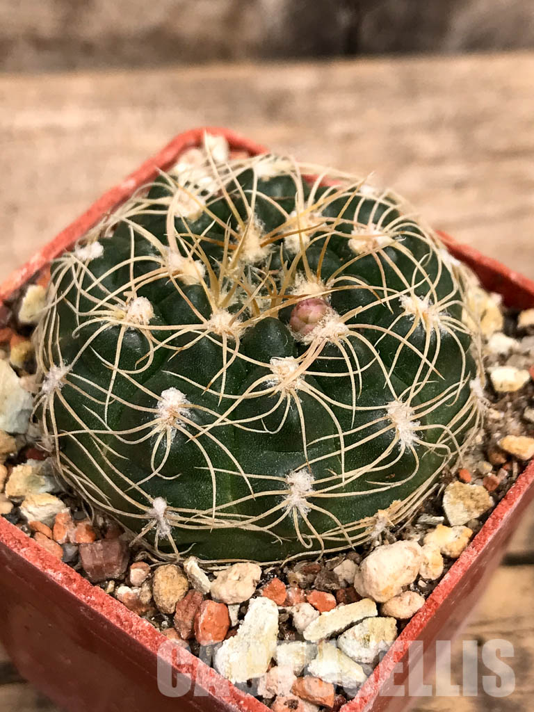 SHPR5590 Gymnocalycium calochlorum JO 878/2, Taninga, Cordoba, Argentina - Image 4
