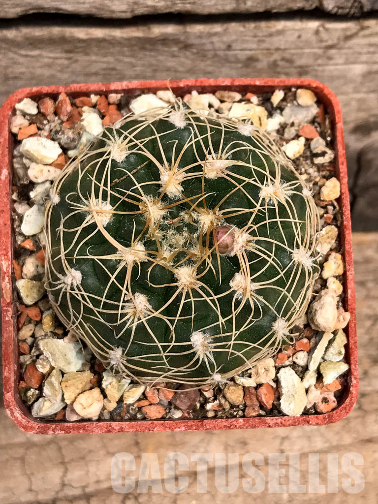 SHPR5590 Gymnocalycium calochlorum JO 878/2, Taninga, Cordoba, Argentina - Image 2