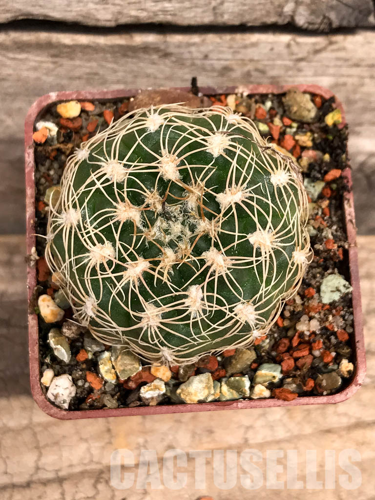 SHPR5590 Gymnocalycium calochlorum JO 878/2, Taninga, Cordoba, Argentina - Image 5