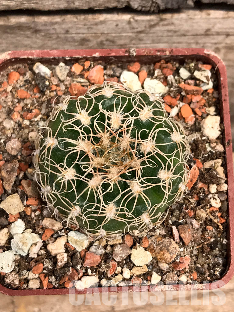 SHPR5590 Gymnocalycium calochlorum JO 878/2, Taninga, Cordoba, Argentina - Image 6