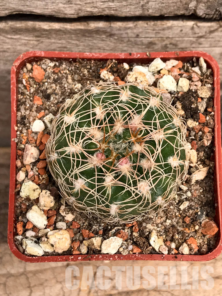 SHPR5590 Gymnocalycium calochlorum JO 878/2, Taninga, Cordoba, Argentina - Image 7