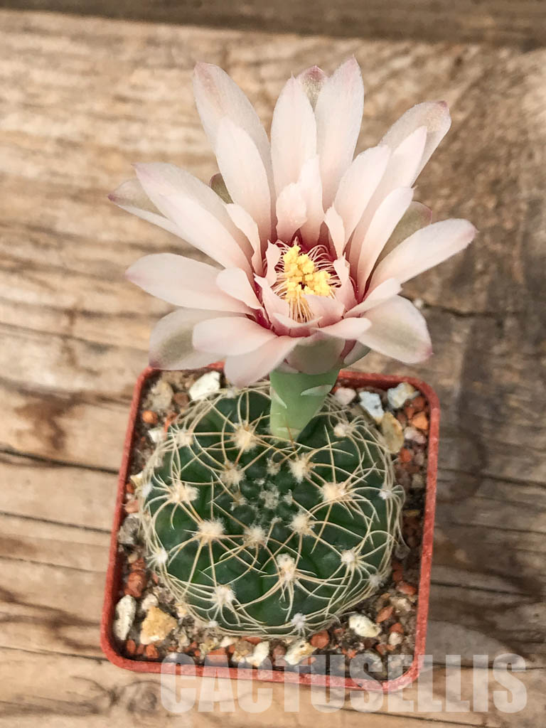 SHPR5590 Gymnocalycium calochlorum JO 878/2, Taninga, Cordoba, Argentina
