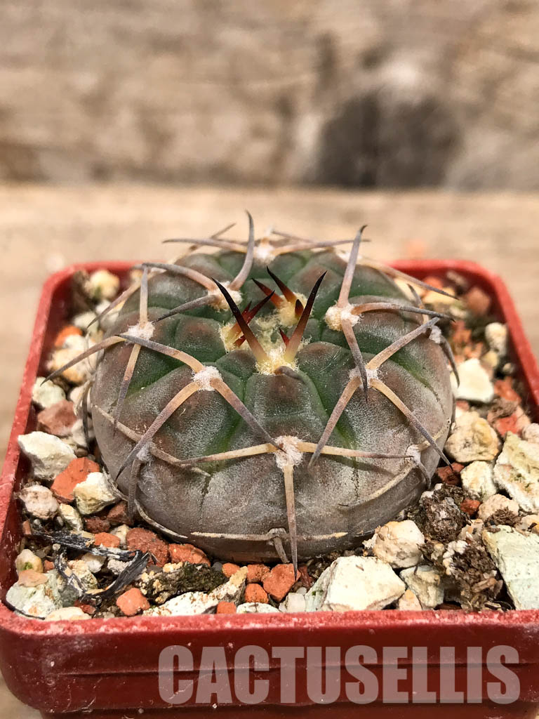 SHPR5593 Gymnocalycium pitziorum LF 20, Pituil. La Rioja, 1250m, Argentina - 画像 (2)