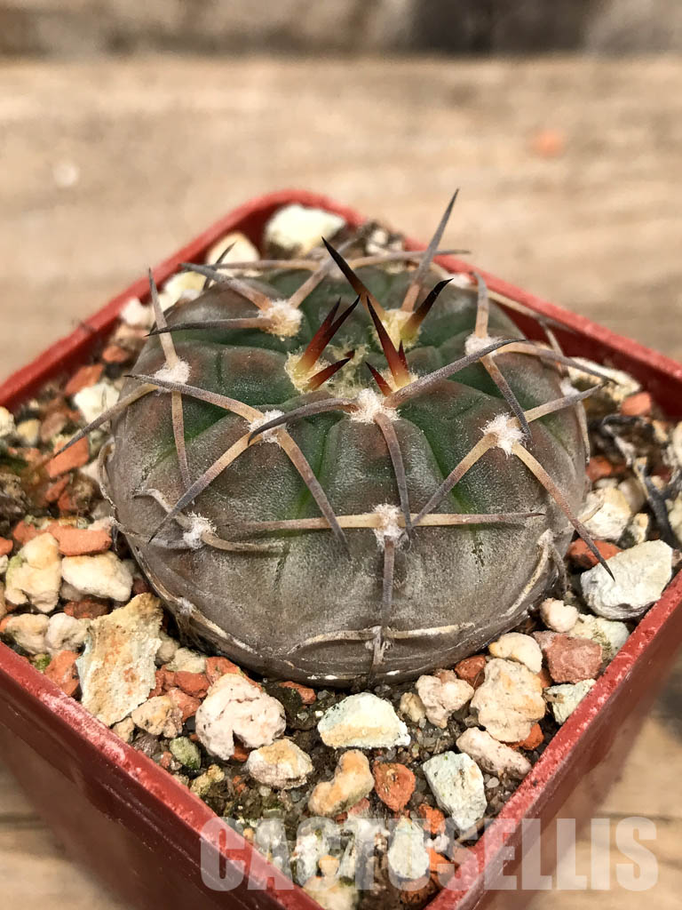SHPR5593 Gymnocalycium pitziorum LF 20, Pituil. La Rioja, 1250m, Argentina - 画像 (3)