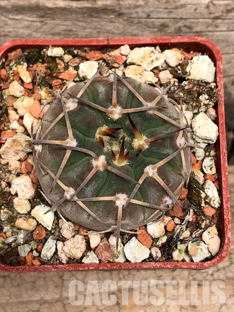 SHPR5593 Gymnocalycium pitziorum LF 20, Pituil. La Rioja, 1250m, Argentina - 画像 (4)