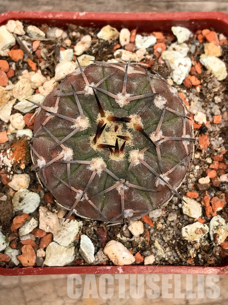 SHPR5593 Gymnocalycium pitziorum LF 20, Pituil. La Rioja, 1250m, Argentina