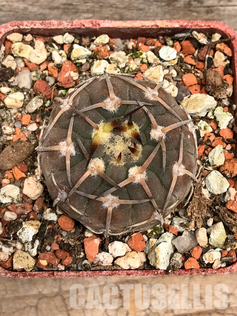 SHPR5593 Gymnocalycium pitziorum LF 20, Pituil. La Rioja, 1250m, Argentina - 画像 (6)