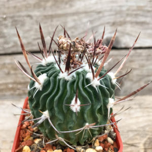 ECHINOFOSULOCACTUS MIXED VARIETY mix stenocactus brain cactus rare seed 25 SEEDS 