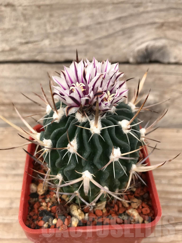 SHPR5648 Stenocactus grandicornis SB 437, Huizache, San Luis Potosi, Mexico - Image 2