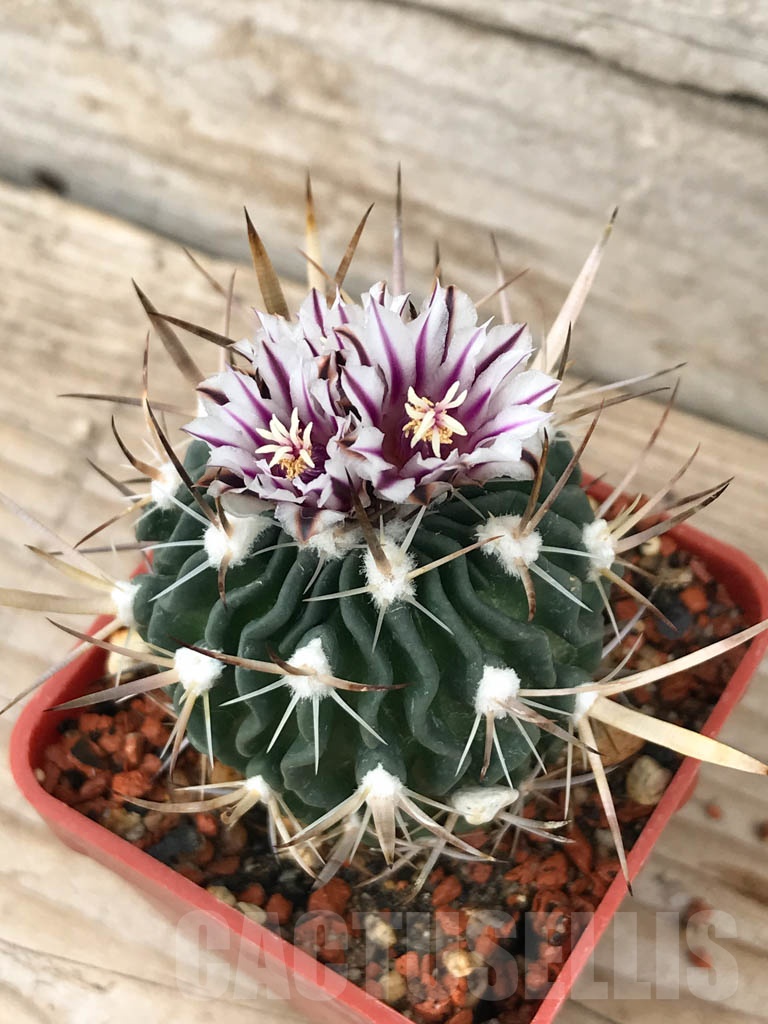 SHPR5648 Stenocactus grandicornis SB 437, Huizache, San Luis Potosi, Mexico - Image 3