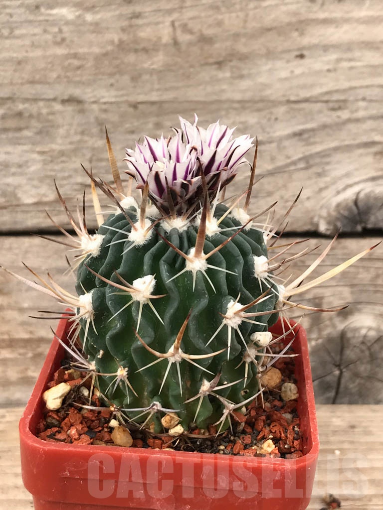 SHPR5648 Stenocactus grandicornis SB 437, Huizache, San Luis Potosi, Mexico