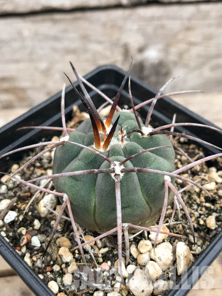 SHPR5649 Gymnocalycium spegazzinii v. major - Image 2