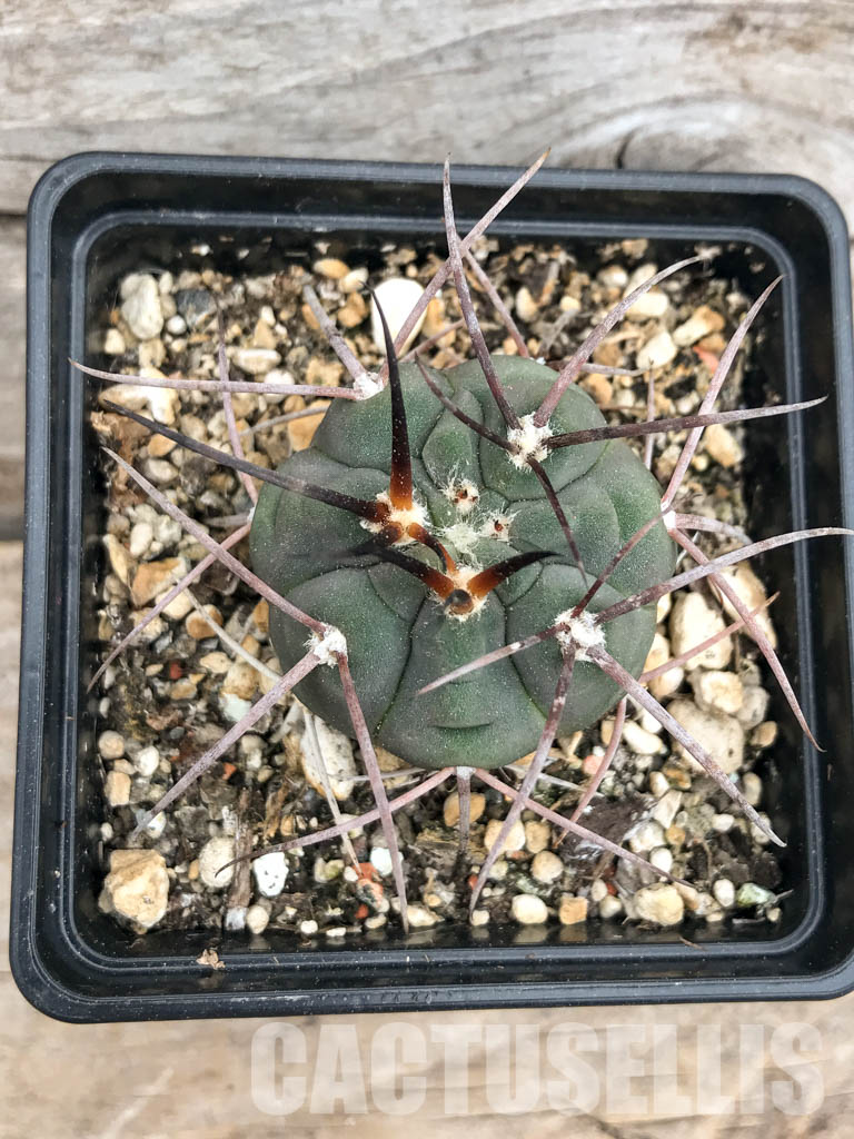 SHPR5649 Gymnocalycium spegazzinii v. major - Image 3