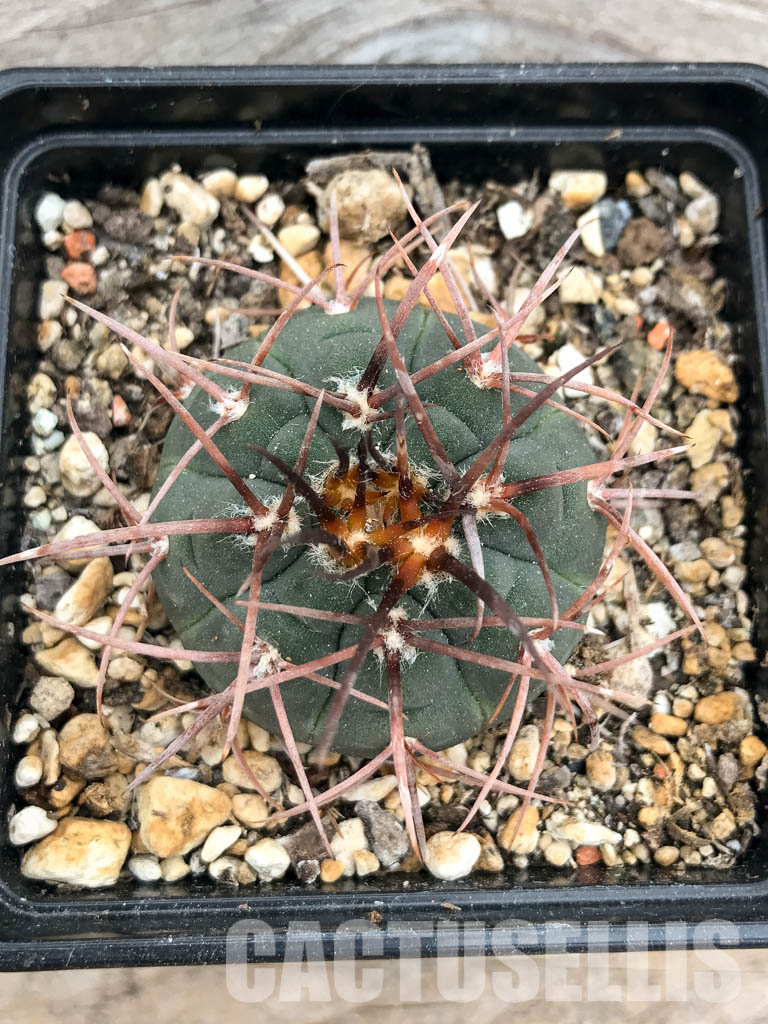 SHPR5649 Gymnocalycium spegazzinii v. major - Image 4