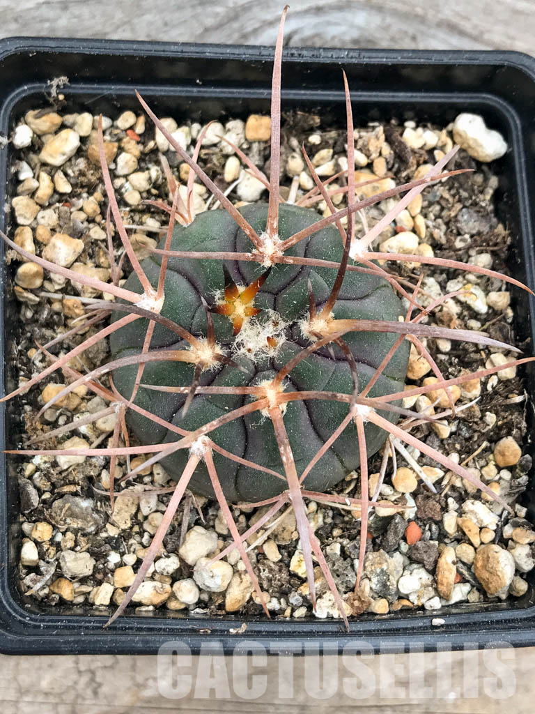 SHPR5649 Gymnocalycium spegazzinii v. major - Image 5