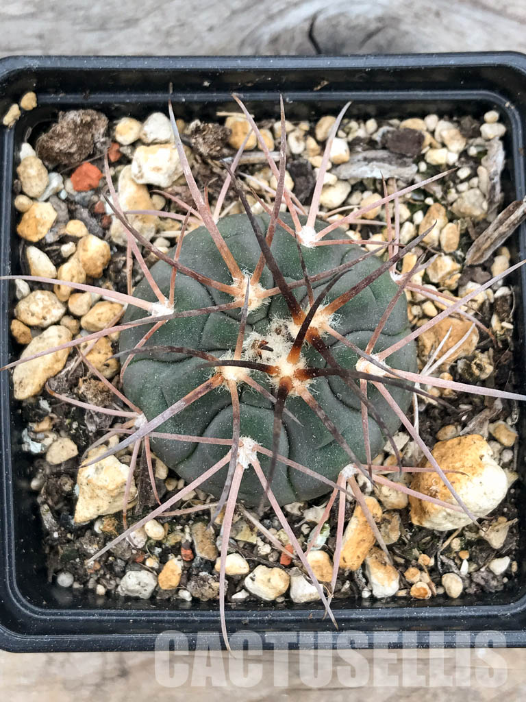 SHPR5649 Gymnocalycium spegazzinii v. major