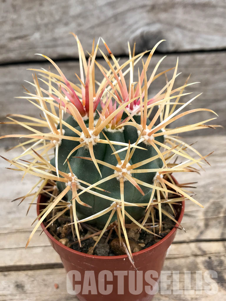 SHPR5650 Ferocactus chrysacanthus, Baja California, Mexico - immagine 2