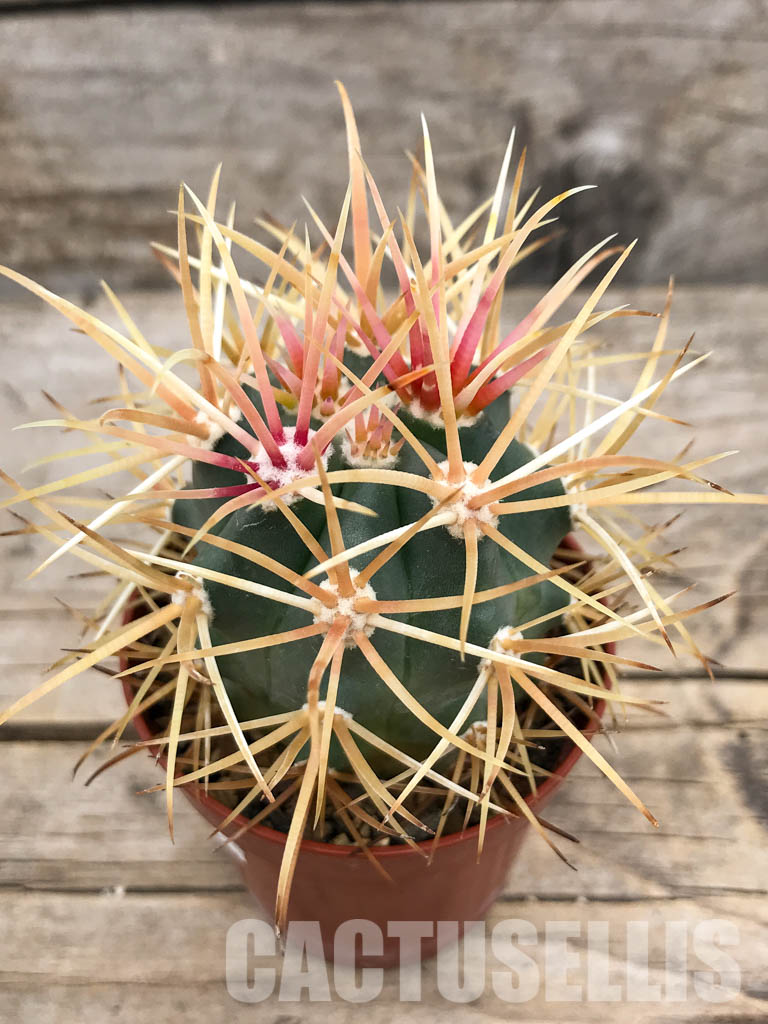 SHPR5650 Ferocactus chrysacanthus, Baja California, Mexico