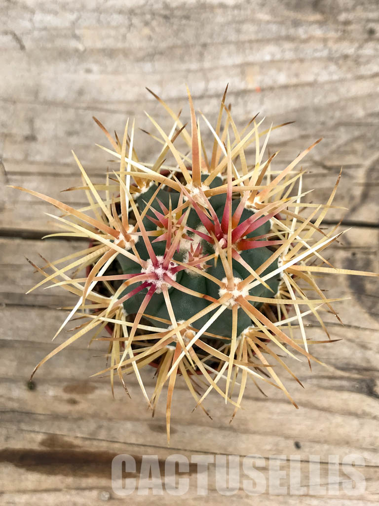 SHPR5650 Ferocactus chrysacanthus, Baja California, Mexico - immagine 4