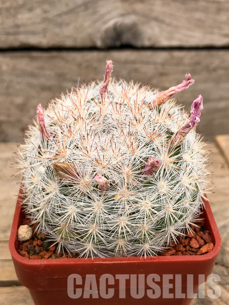 SHPR5652 Mammillaria candida SB 466, Presa de Guadelupe, San Luis Potosi , Mexicó – Image 2