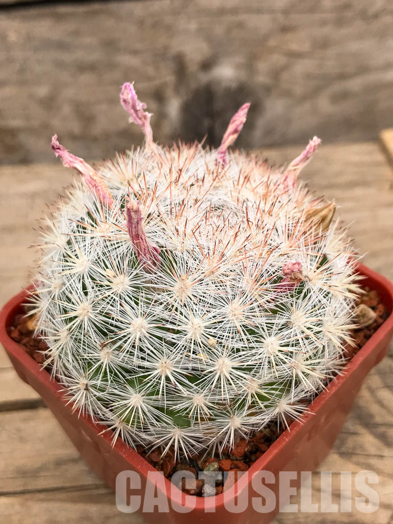 SHPR5652 Mammillaria candida SB 466, Presa de Guadelupe, San Luis Potosi , Mexicó