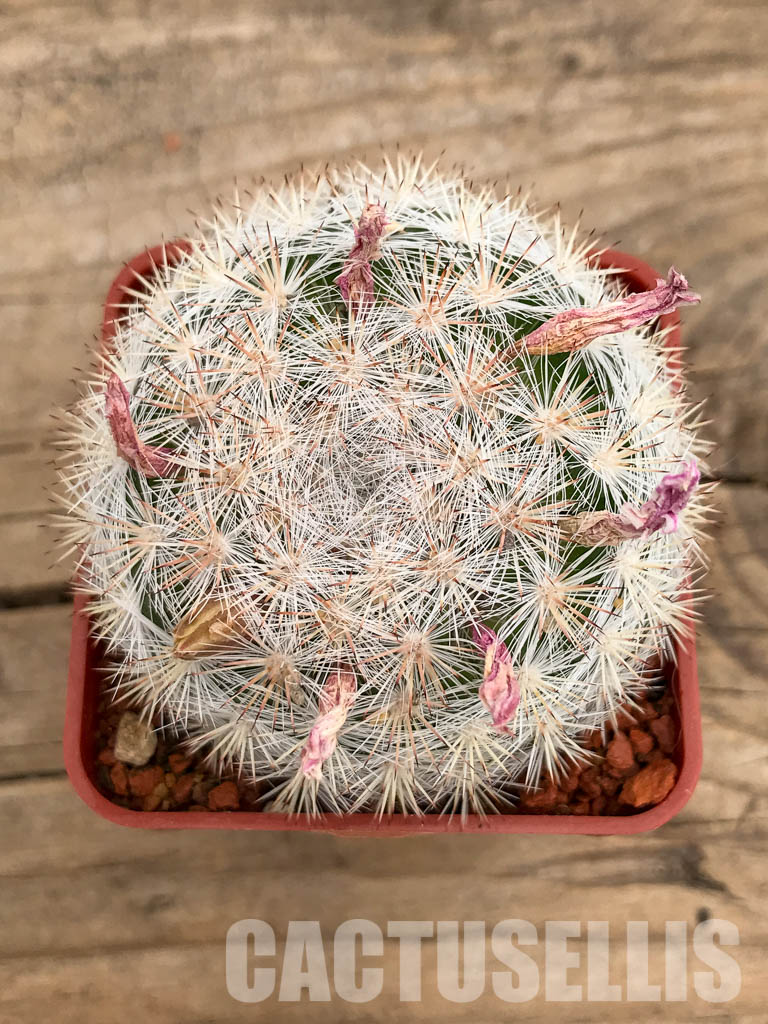 SHPR5652 Mammillaria candida SB 466, Presa de Guadelupe, San Luis Potosi , Mexicó – Image 4