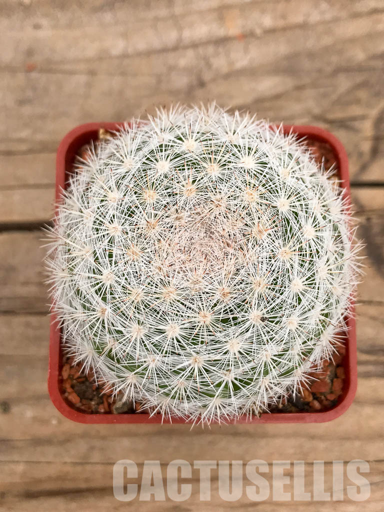 SHPR5652 Mammillaria candida SB 466, Presa de Guadelupe, San Luis Potosi , Mexicó – Image 6