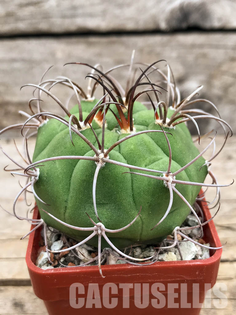 SHPR5653 Gymnocalycium lagunillasense KK 850, Lagunillas,1500m, Bolivia – Image 2