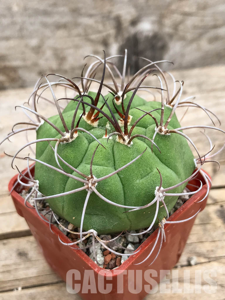 SHPR5653 Gymnocalycium lagunillasense KK 850, Lagunillas,1500m, Bolivia – Image 3
