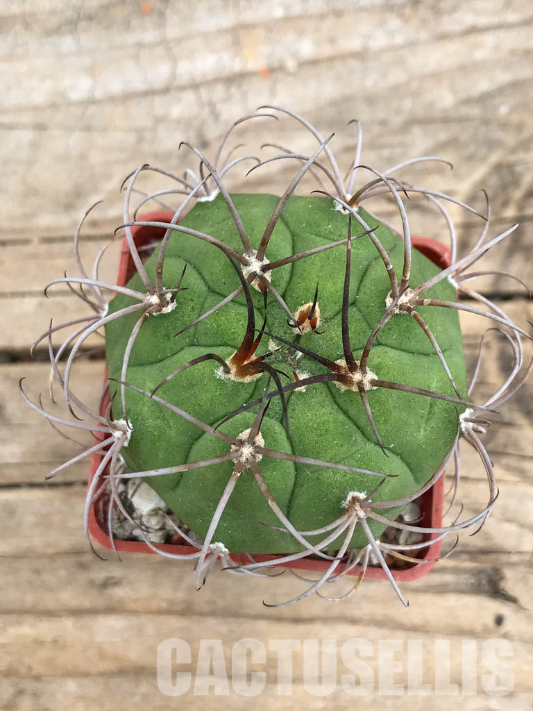 SHPR5653 Gymnocalycium lagunillasense KK 850, Lagunillas,1500m, Bolivia – Image 4