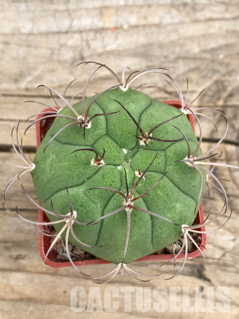 SHPR5653 Gymnocalycium lagunillasense KK 850, Lagunillas,1500m, Bolivia – Image 5