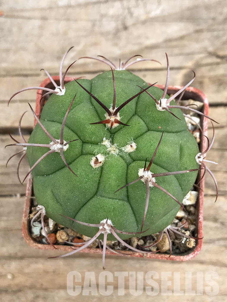 SHPR5653 Gymnocalycium lagunillasense KK 850, Lagunillas,1500m, Bolivia – Image 6