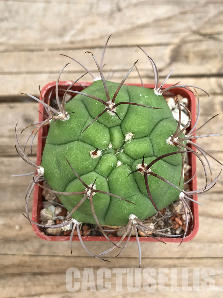 SHPR5653 Gymnocalycium lagunillasense KK 850, Lagunillas,1500m, Bolivia – Image 7