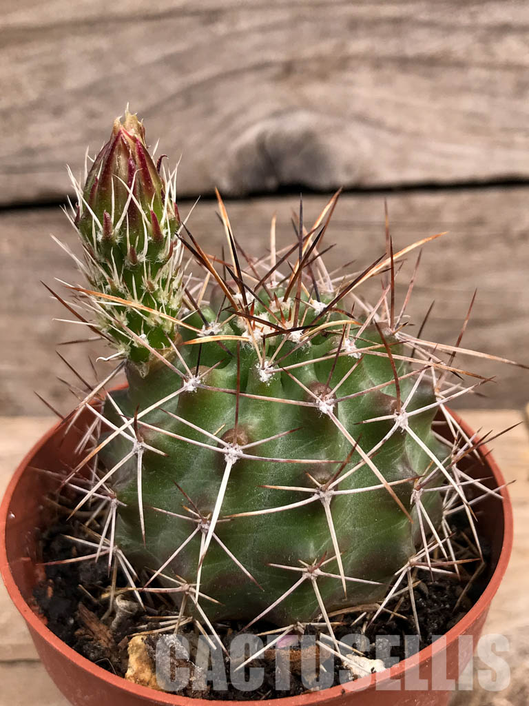 SHPR5663 Echinocereus fendleri, Petritsch Forest - immagine 2