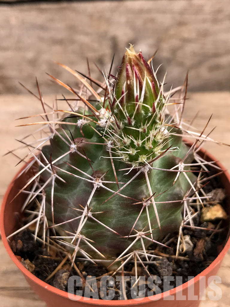 SHPR5663 Echinocereus fendleri, Petritsch Forest - immagine 3