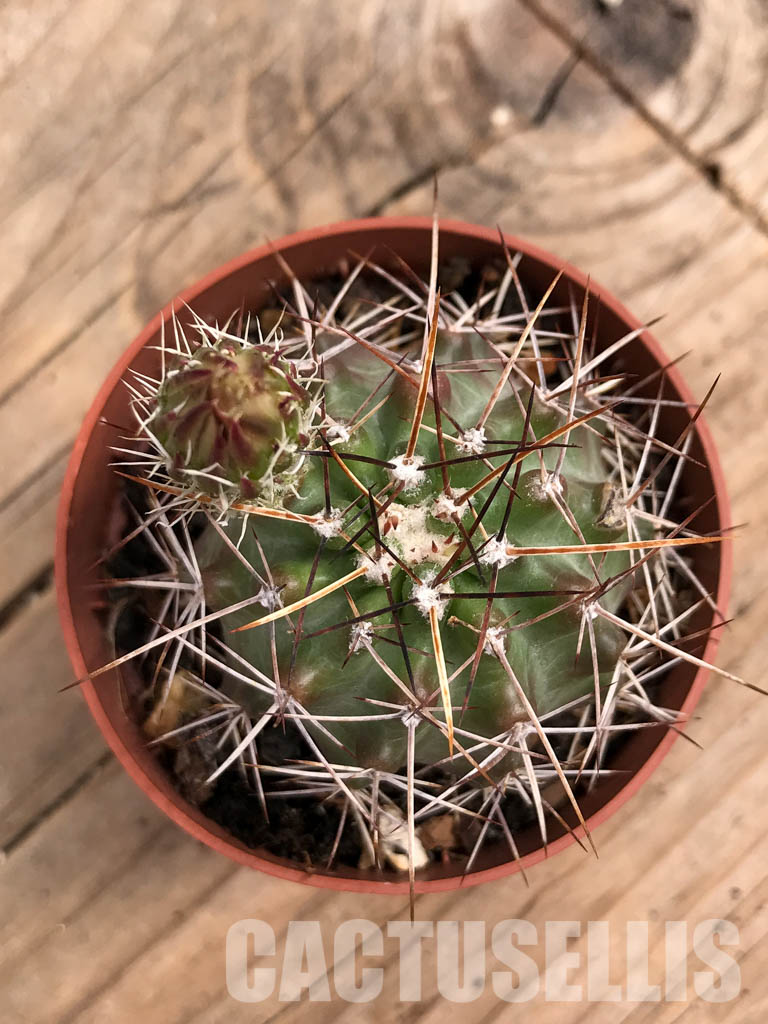 SHPR5663 Echinocereus fendleri, Petritsch Forest - immagine 4