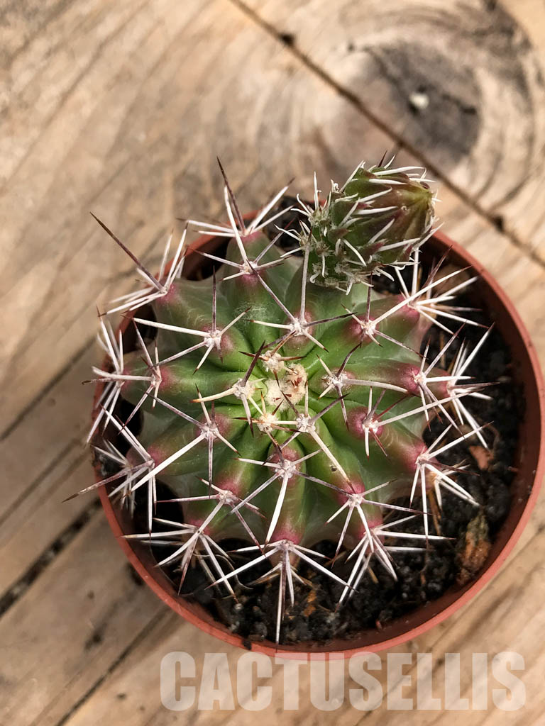 SHPR5663 Echinocereus fendleri, Petritsch Forest - immagine 5