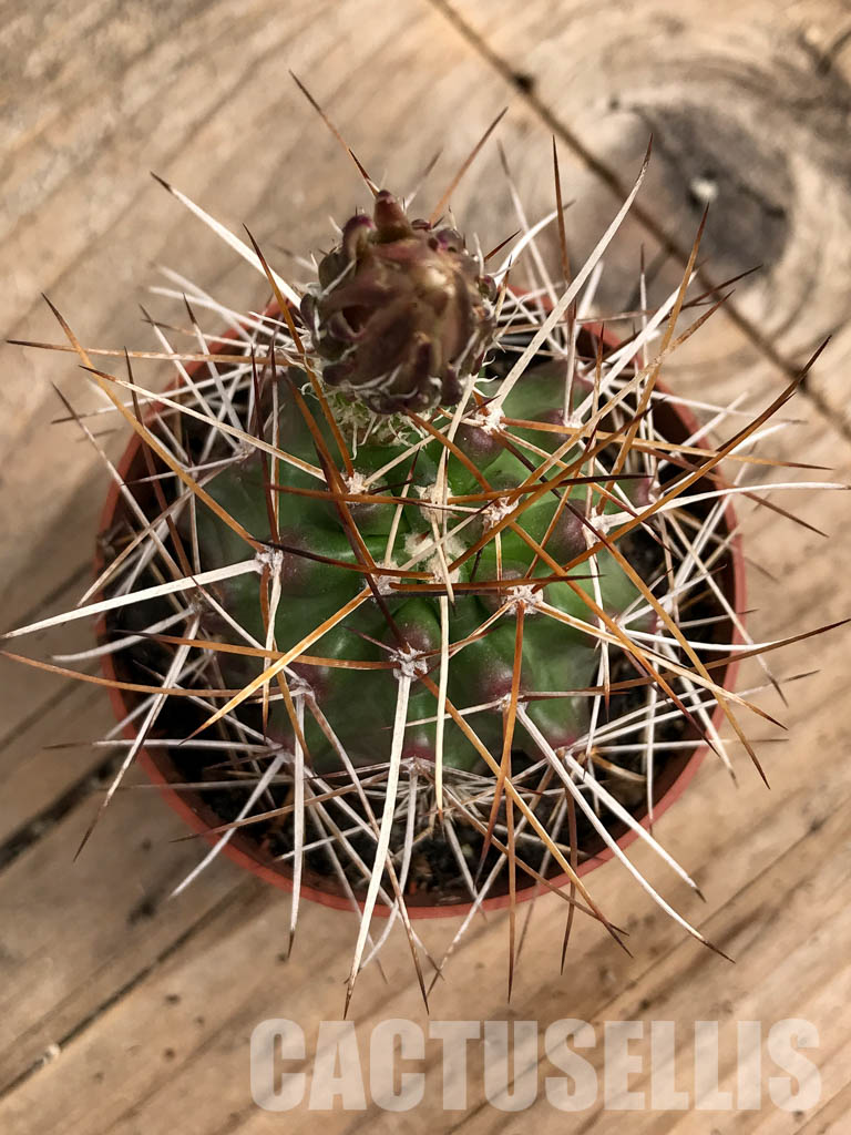 SHPR5663 Echinocereus fendleri, Petritsch Forest
