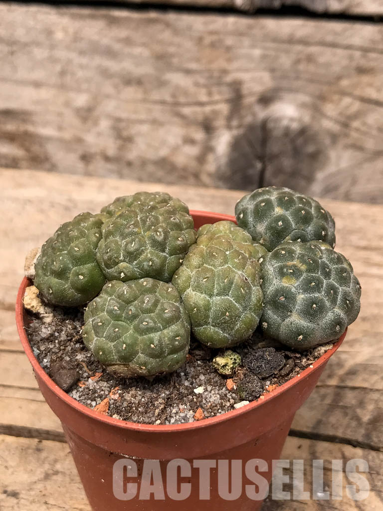 SHPR5673 Puna bonnieae f. inermis, Prov. Catamarca, 2500 to 3,300 m, Argentina – Image 2