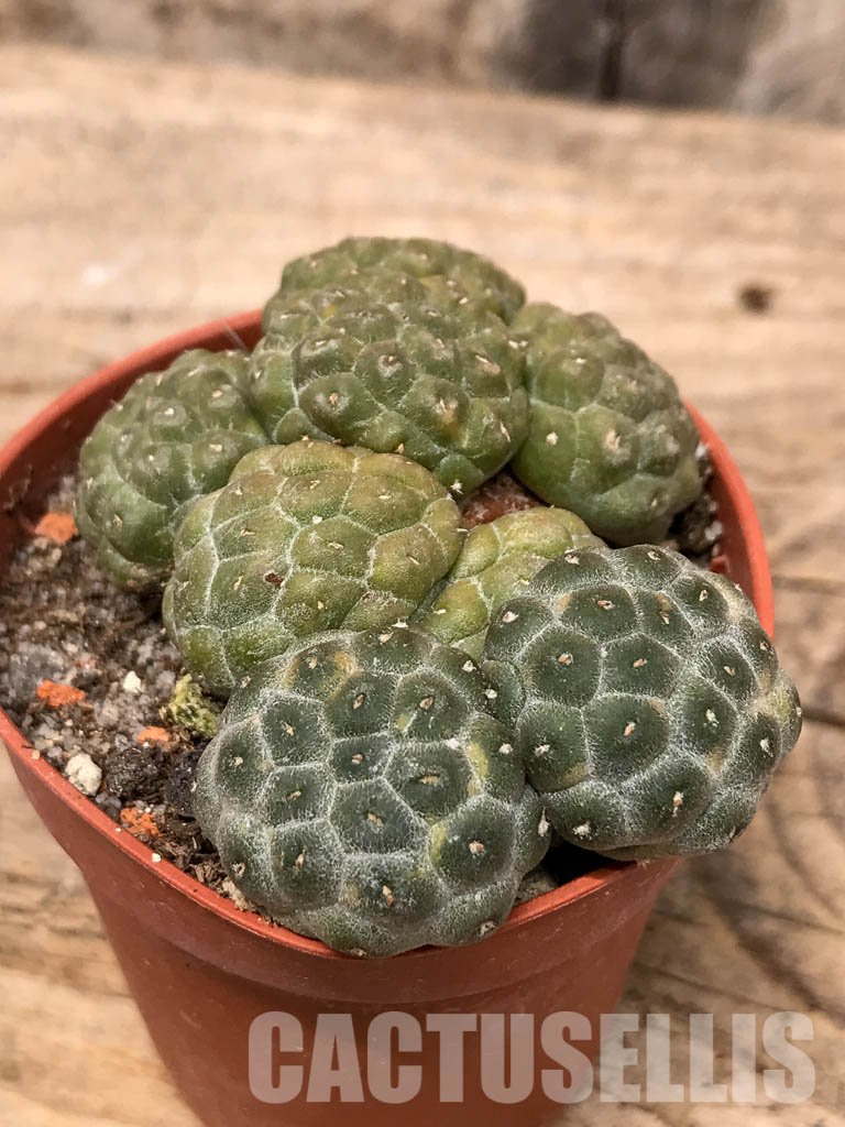 SHPR5673 Puna bonnieae f. inermis, Prov. Catamarca, 2500 to 3,300 m, Argentina – Image 3